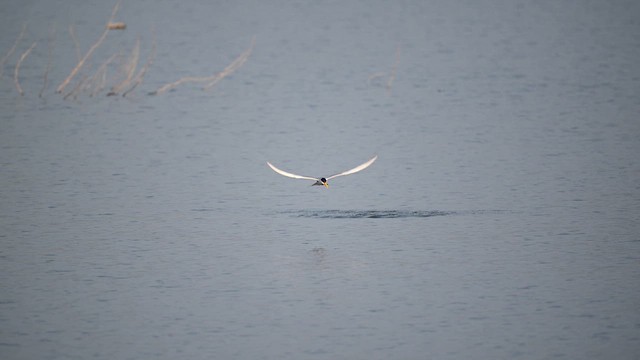 カワアジサシ - ML630261314