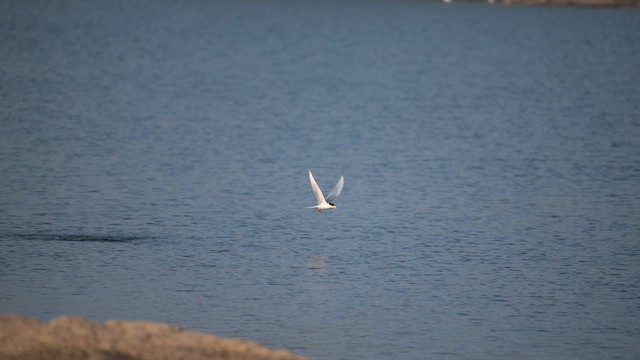 カワアジサシ - ML630261316