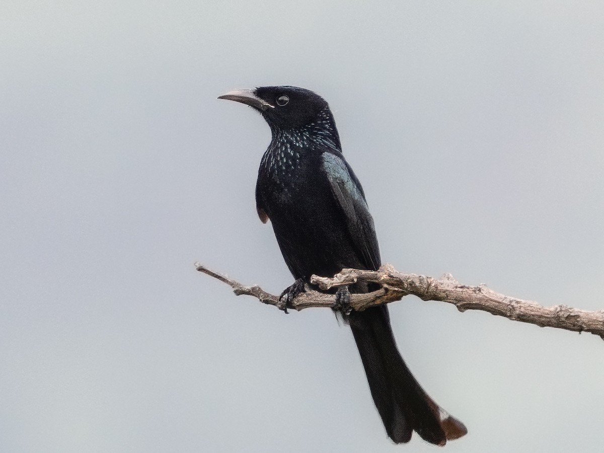 カンムリオウチュウ - ML630261835