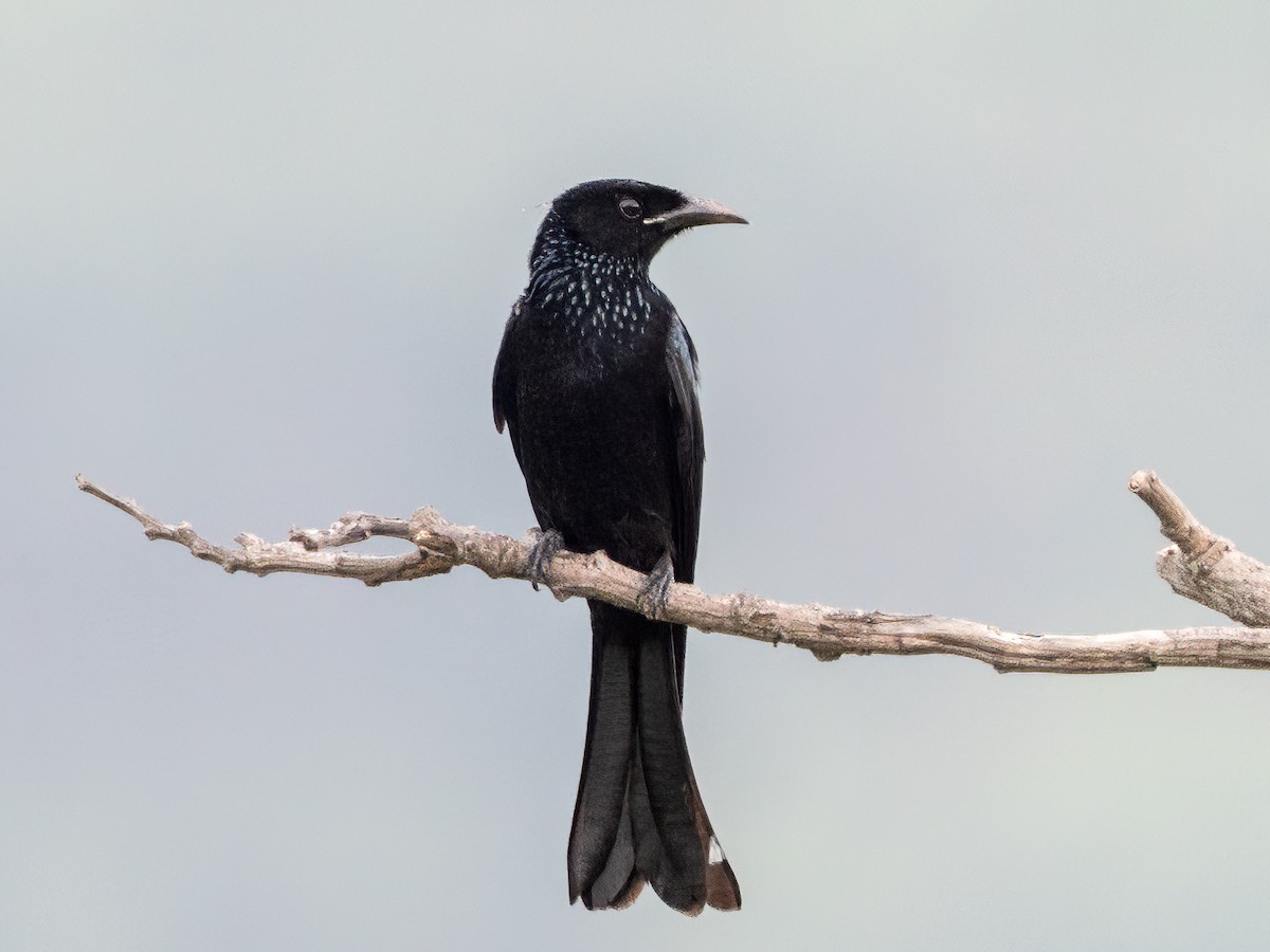 カンムリオウチュウ - ML630261845