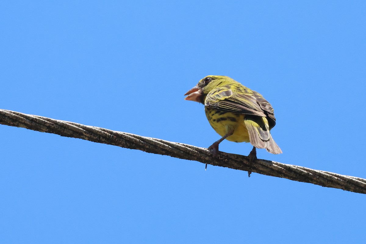 Serin forestier - ML630261899