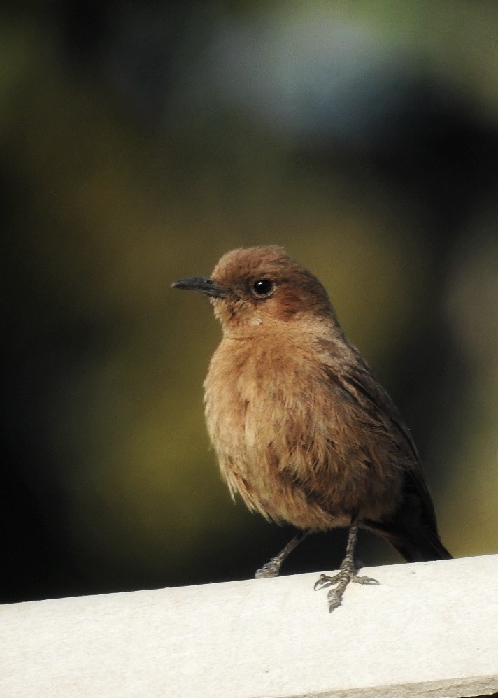 Brown Rock Chat - ML630262071
