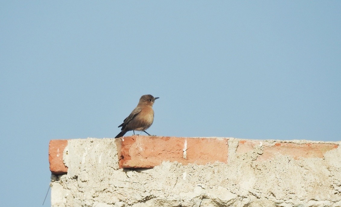 Brown Rock Chat - ML630262072