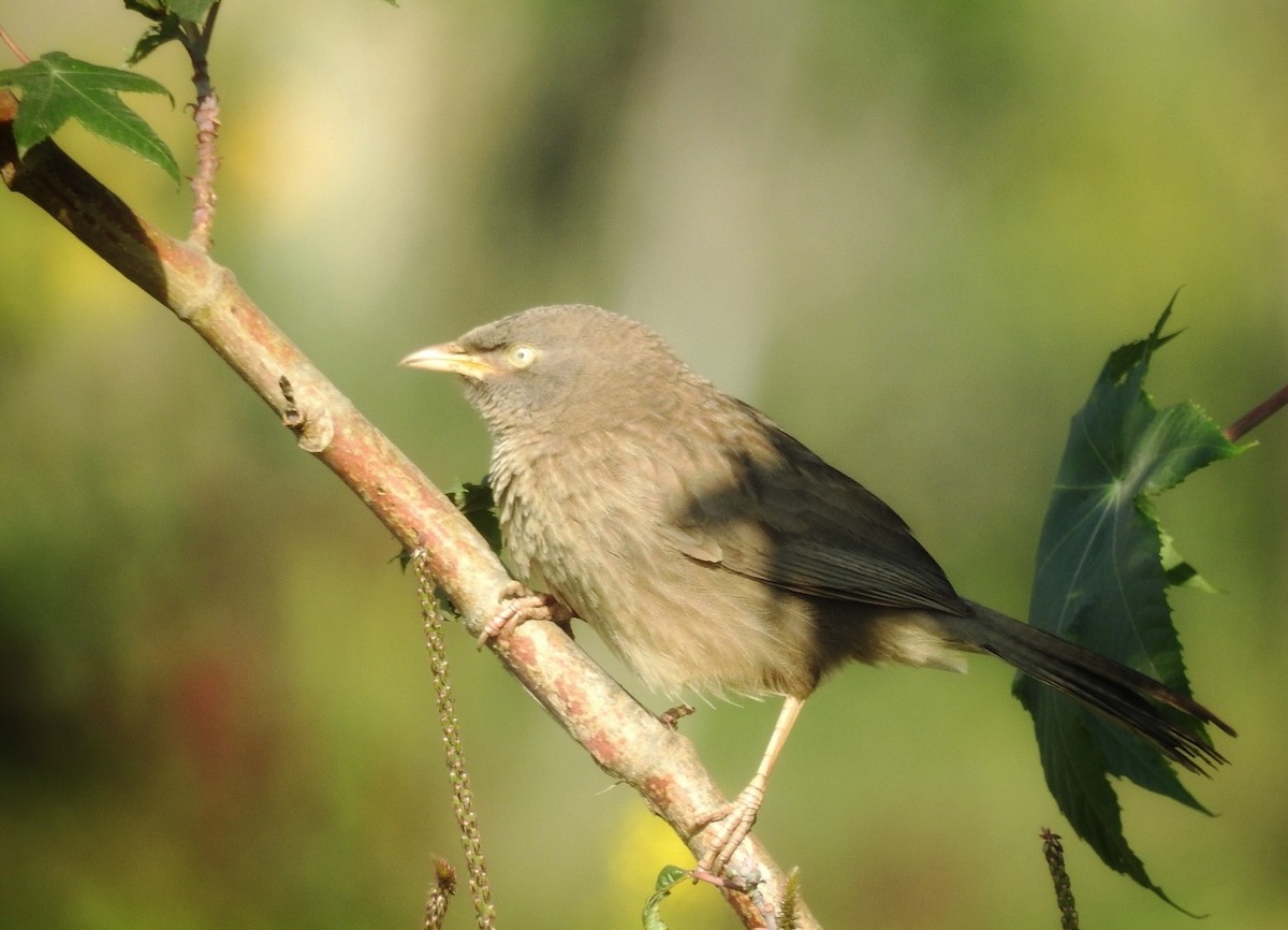 Jungle Babbler - ML630262083