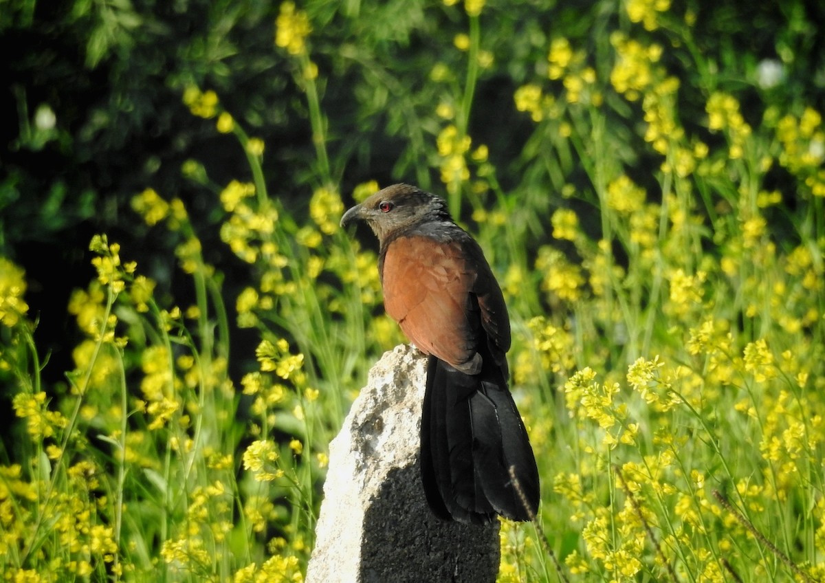 褐翅鴉鵑 - ML630262086