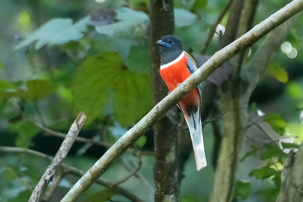 Malabar Trogon - ML630262573