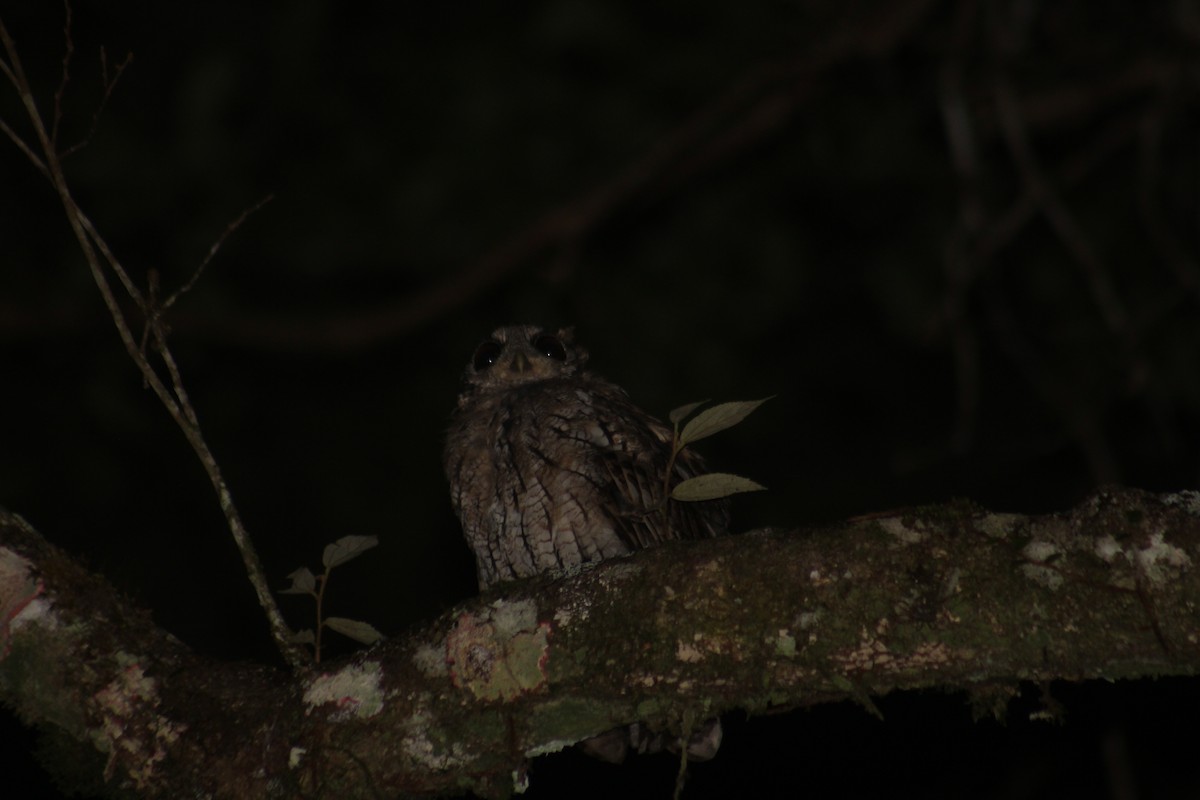Black-capped Screech-Owl - ML630262691