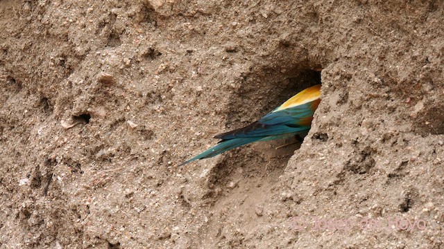 European Bee-eater - ML630262764