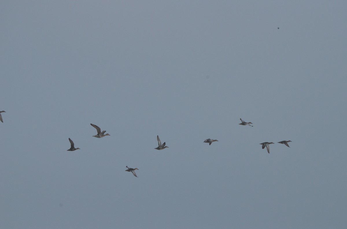 Garganey - ML630262814