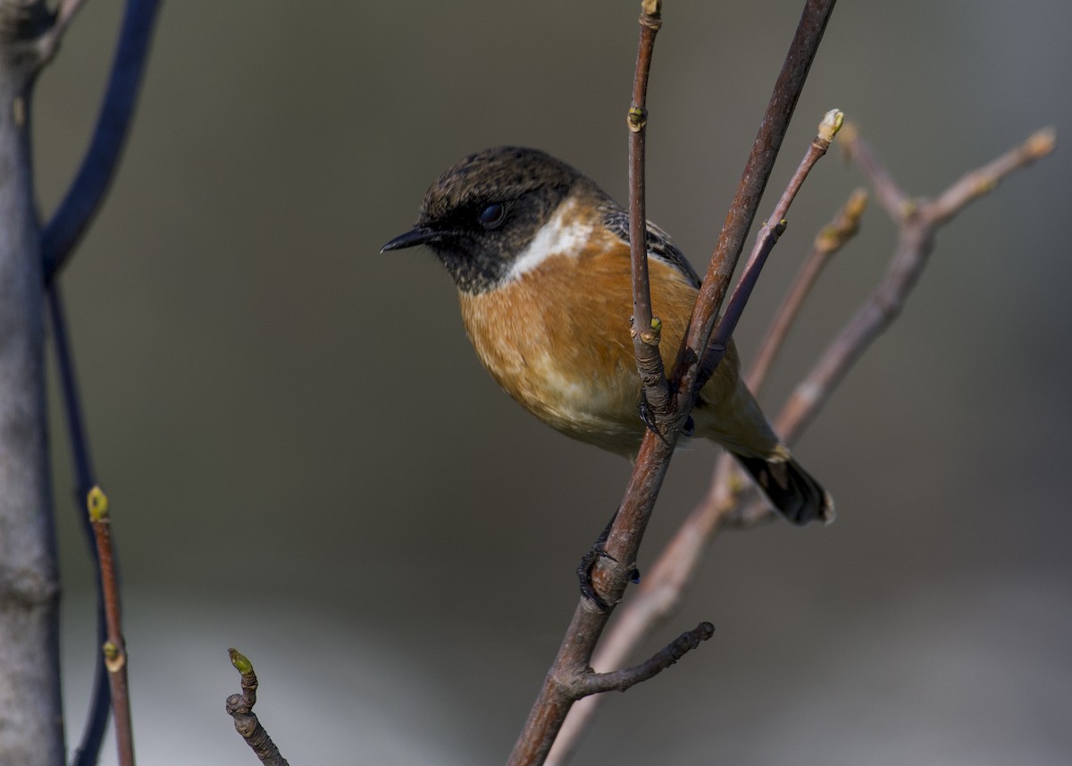 European Stonechat - ML630262875