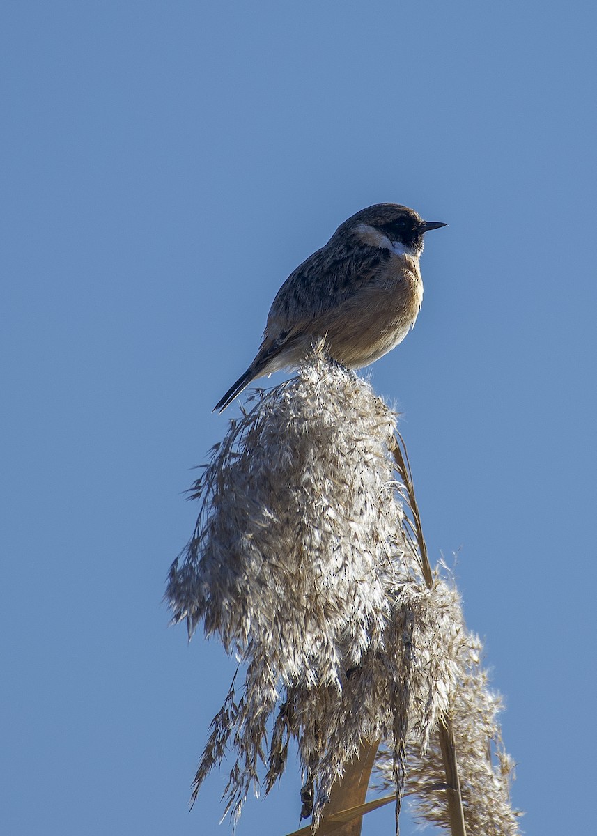 European Stonechat - ML630262876
