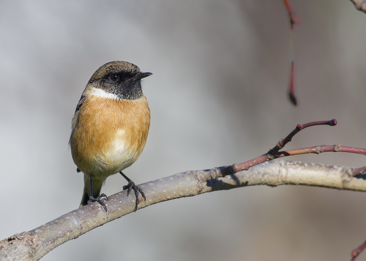 European Stonechat - ML630262877