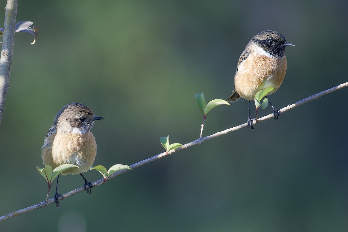 European Stonechat - ML630262878