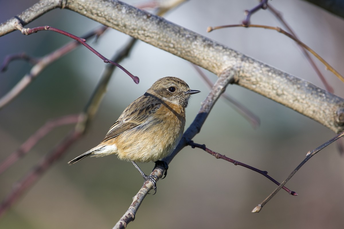 European Stonechat - ML630262879