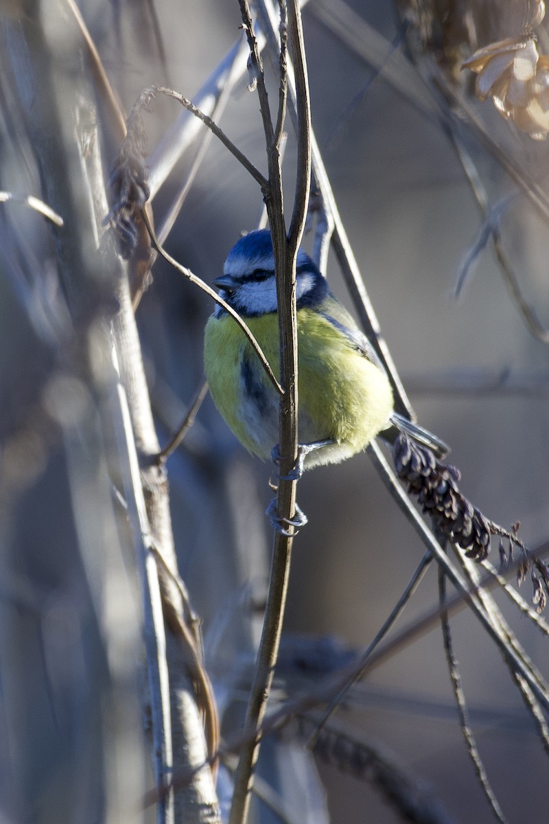 Eurasian Blue Tit - ML630262899
