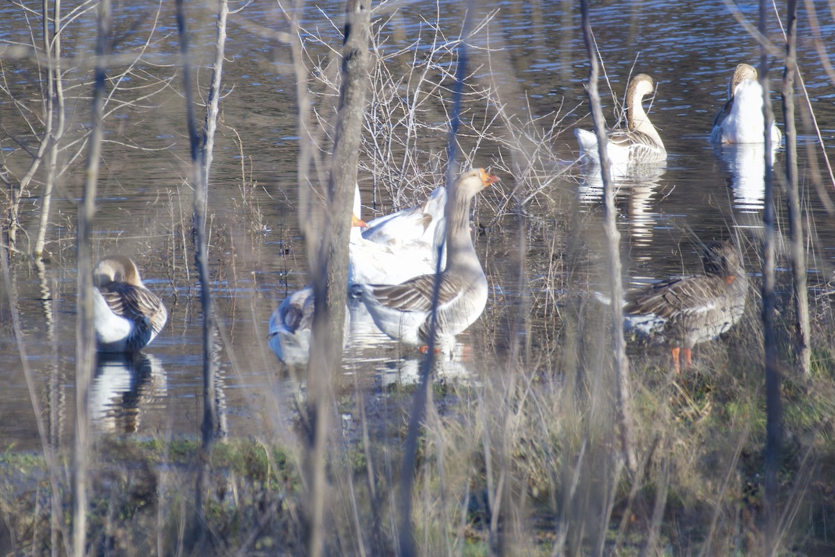 Graylag Goose - ML630262946