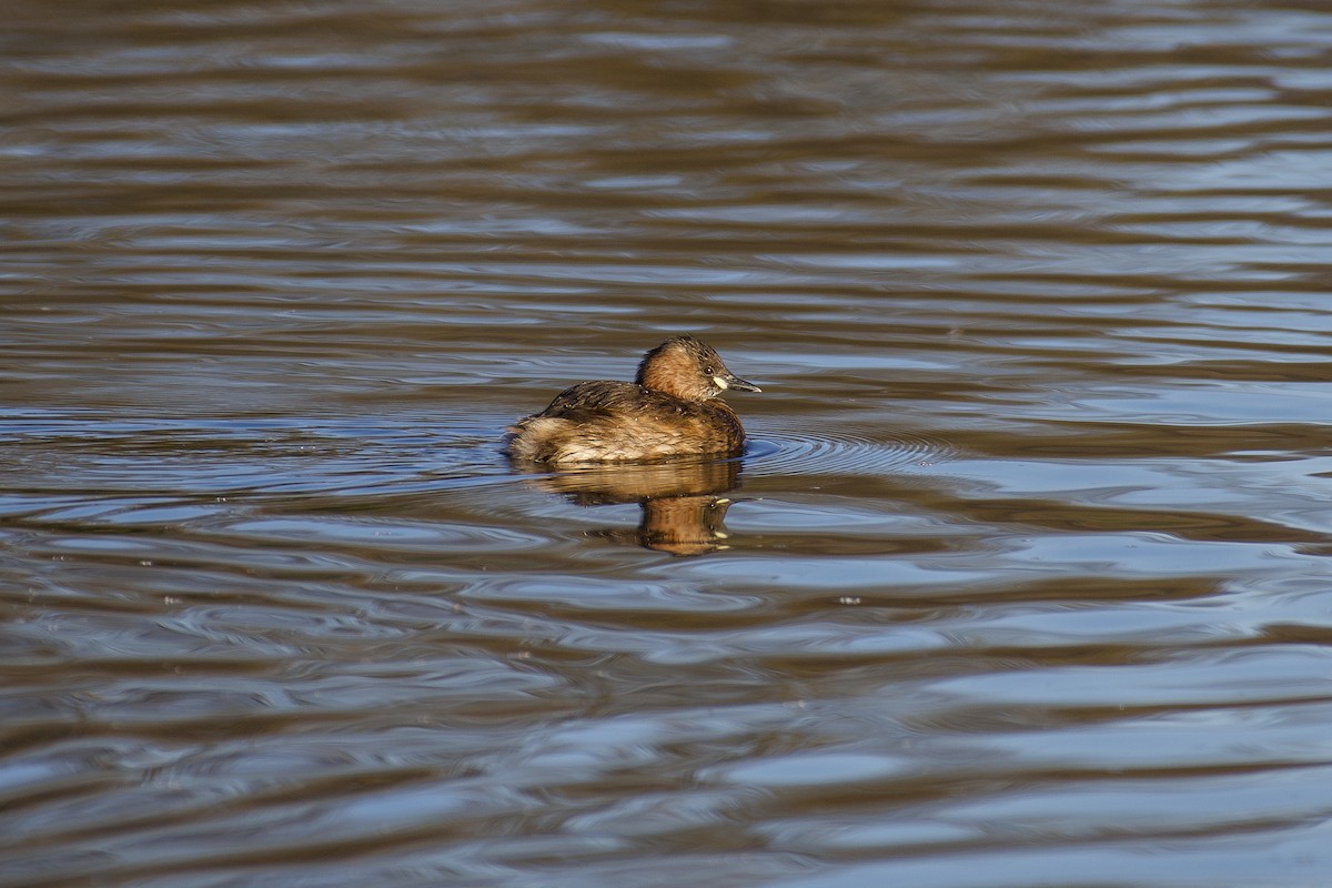 Little Grebe - ML630262954