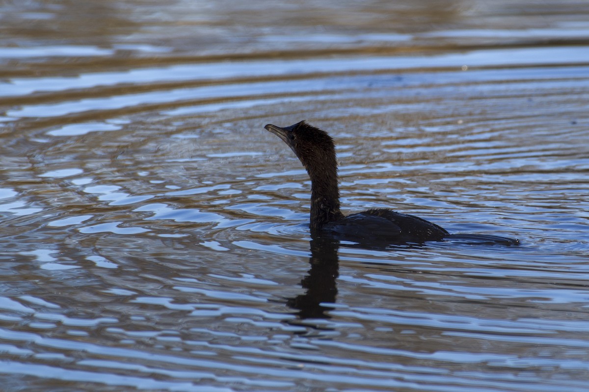 Pygmy Cormorant - ML630262967