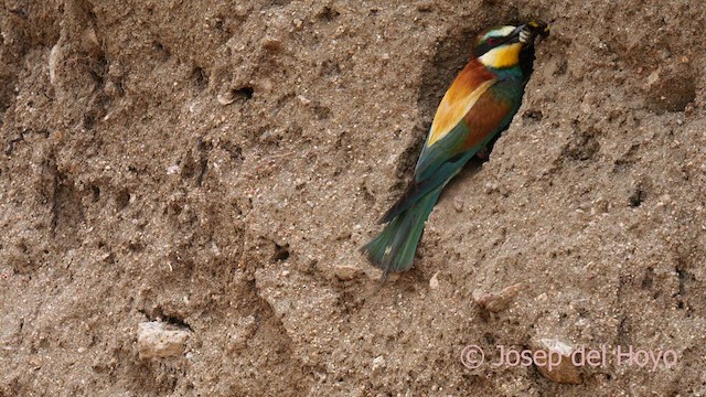European Bee-eater - ML630262968