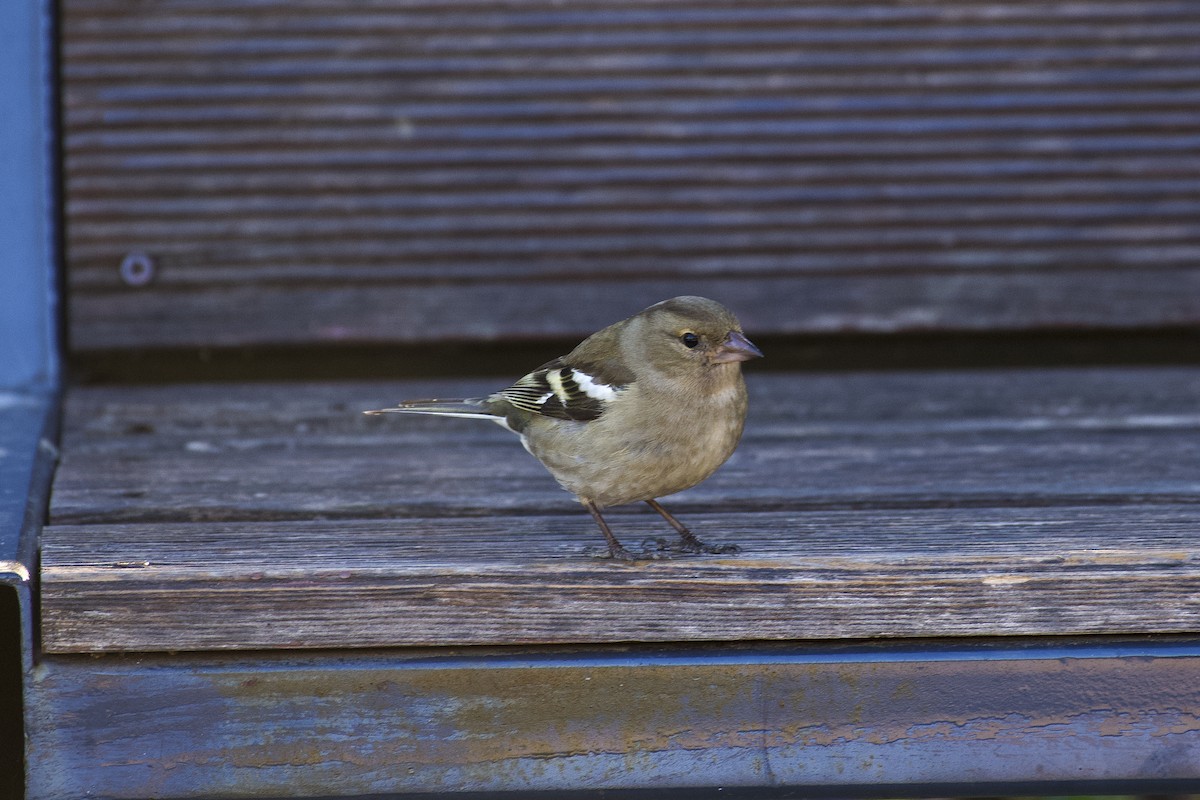 Common Chiffchaff - ML630262971