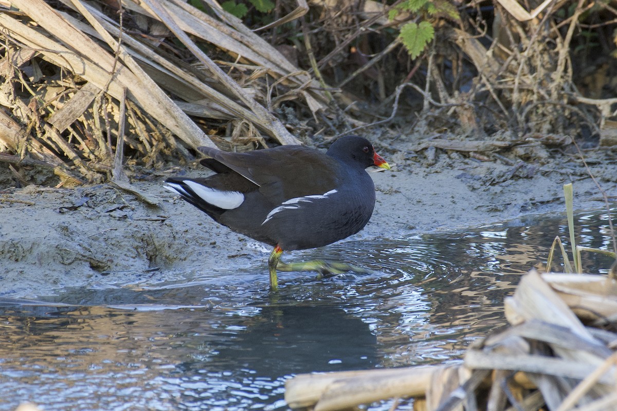 Eurasian Moorhen - ML630262977