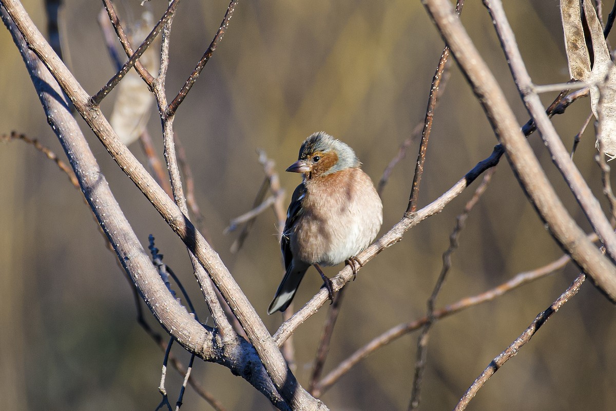 Common Chiffchaff - ML630263001