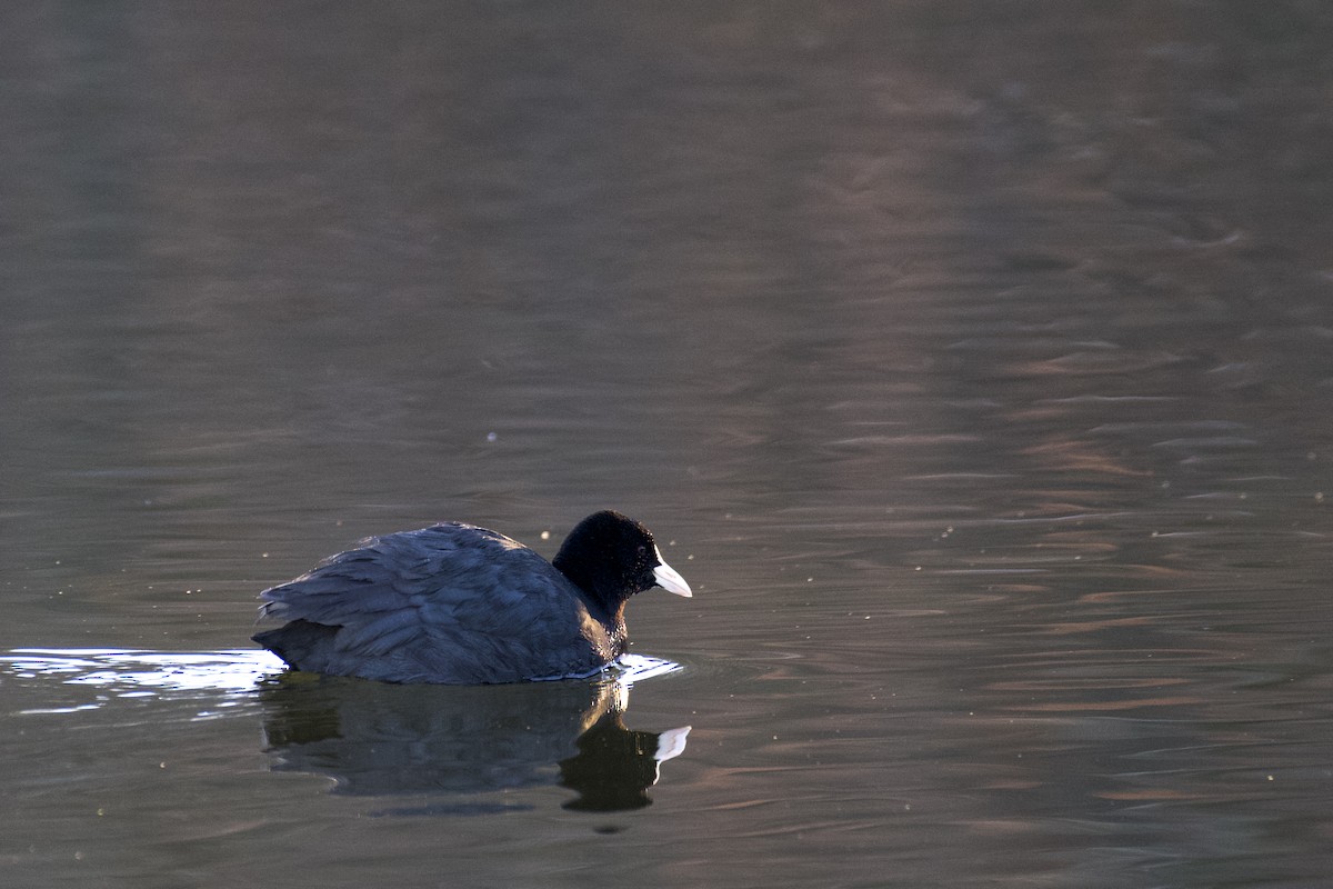 Eurasian Coot - ML630263009
