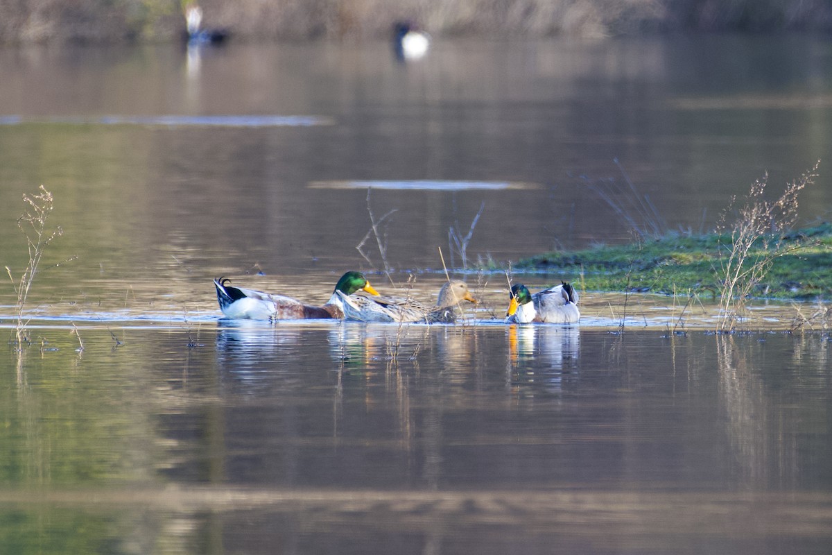 Mallard - ML630263011