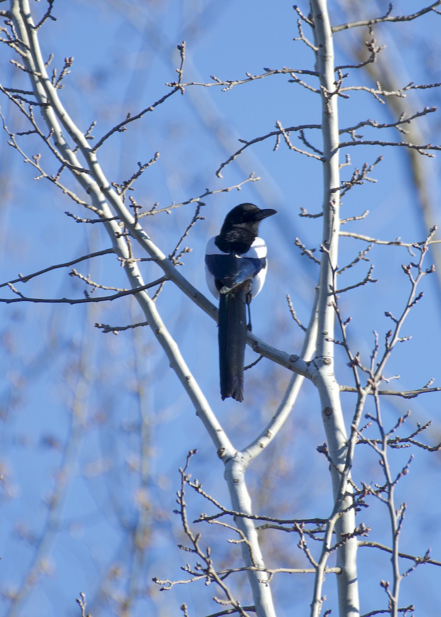 Eurasian Magpie - ML630263043