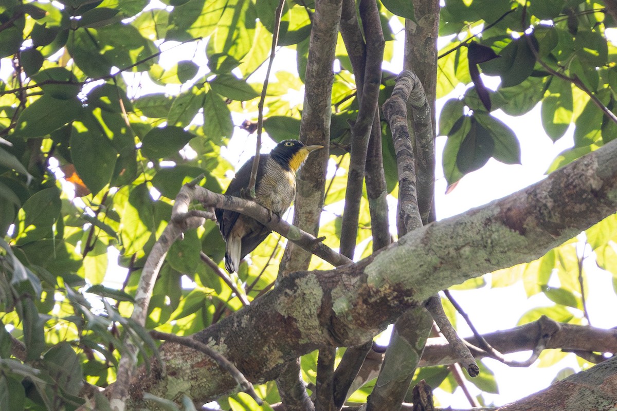 Yellow-throated Cuckoo - ML630263176