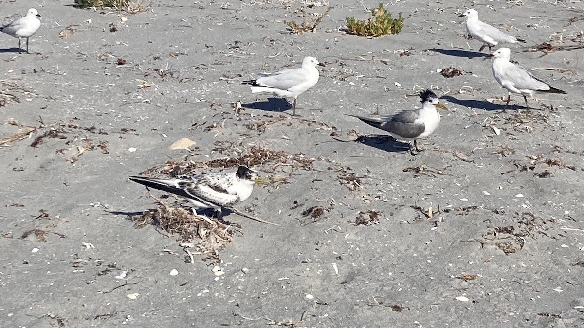 rybák chocholatý - ML630263177