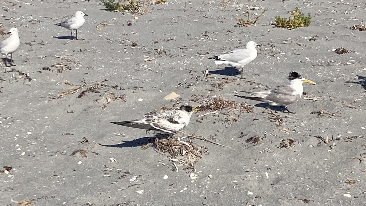 rybák chocholatý - ML630263178