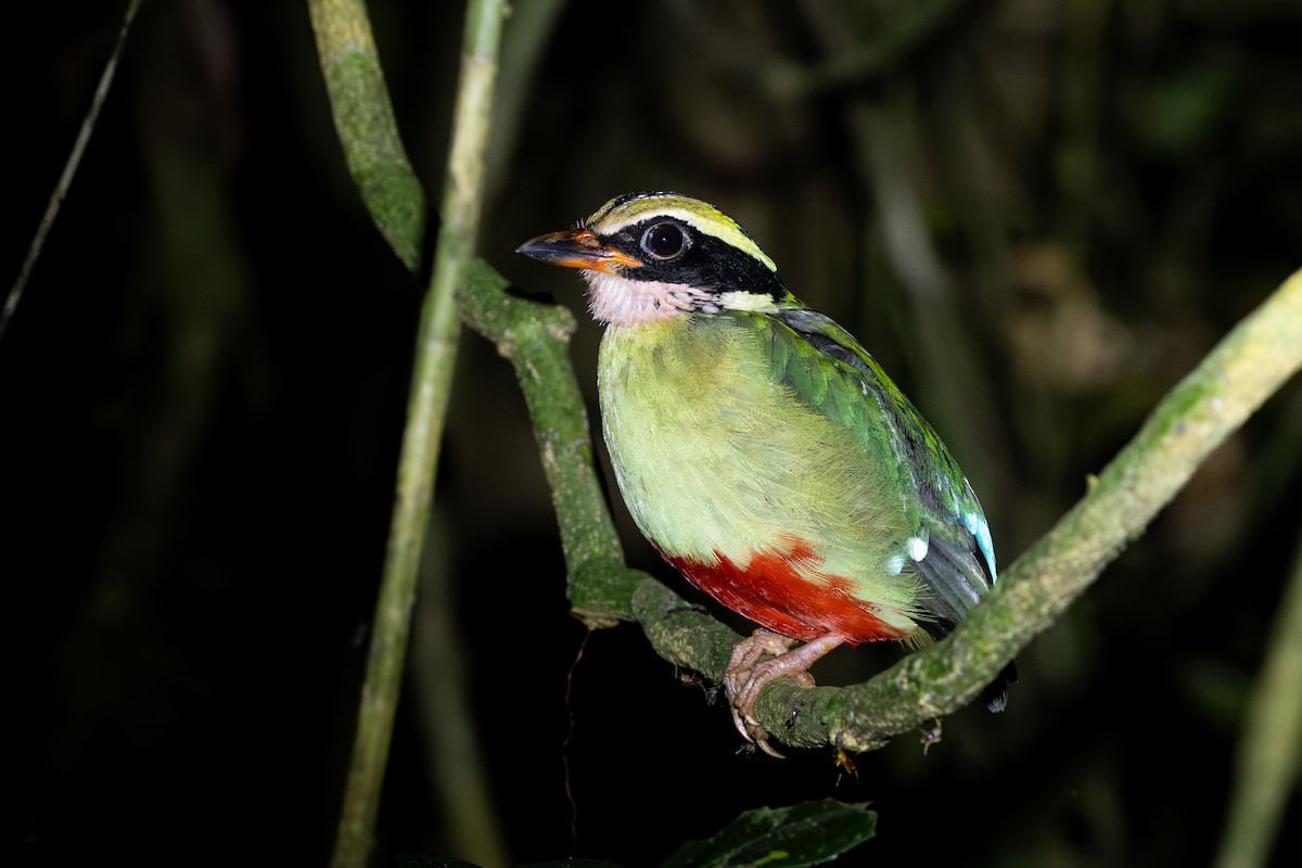 African Pitta - ML630263181