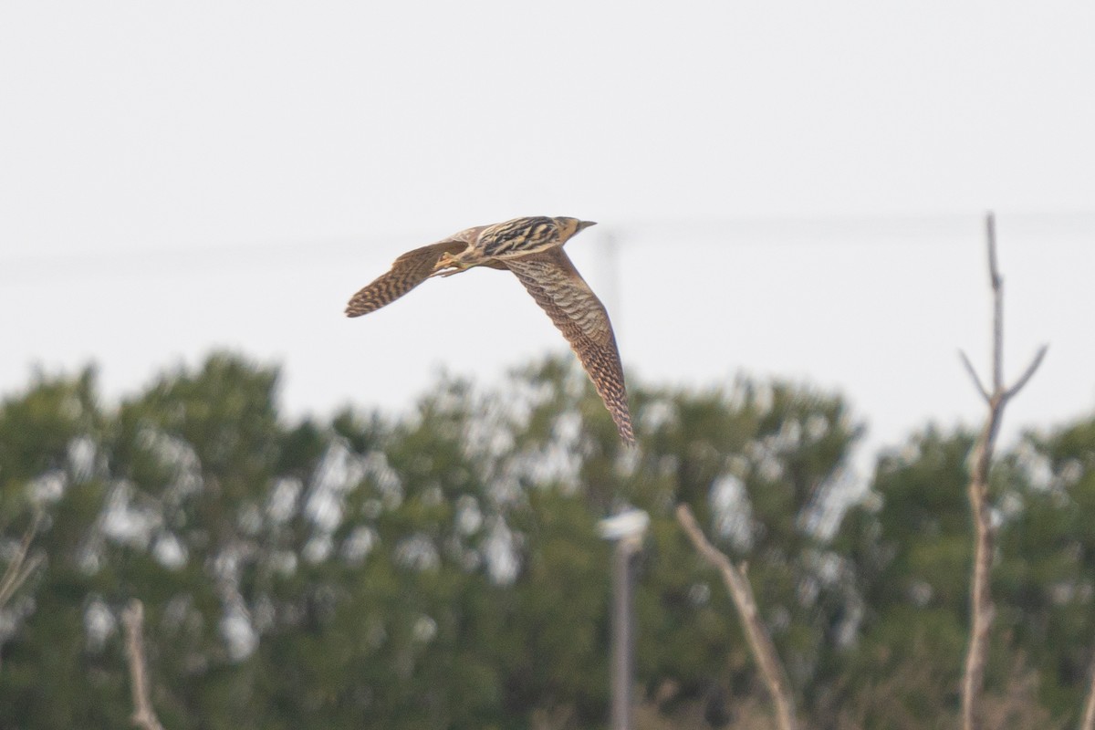 Eurasian Bittern - ML630263196