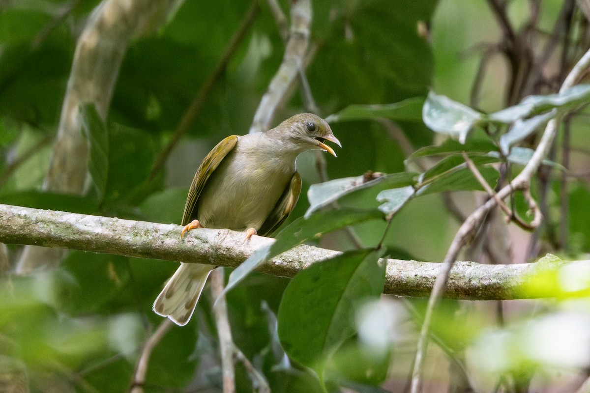 Yellow-footed Honeyguide - ML630263207
