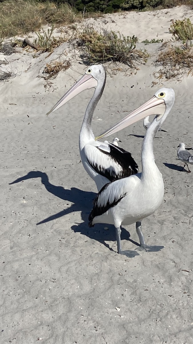 pelikán australský - ML630263208