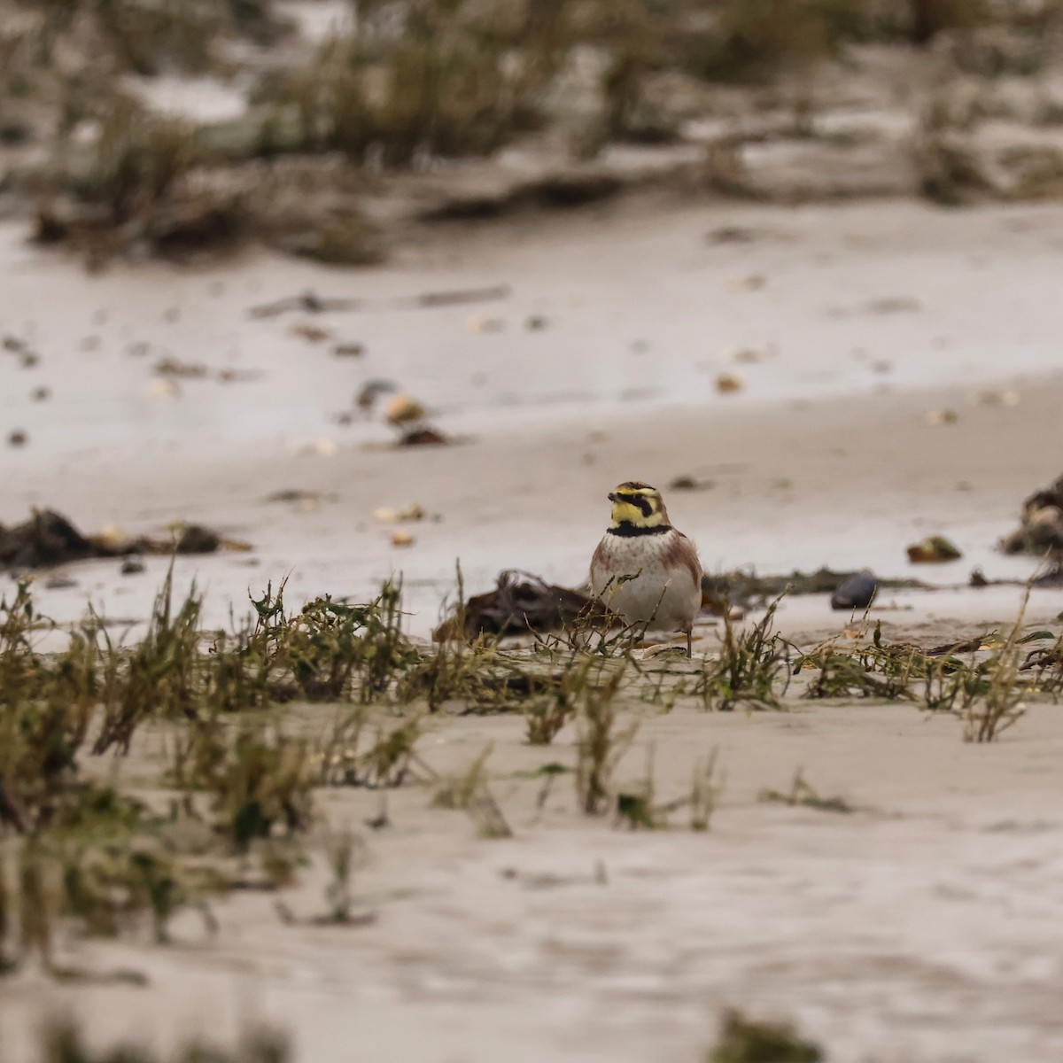 Рогатый жаворонок - ML630263346