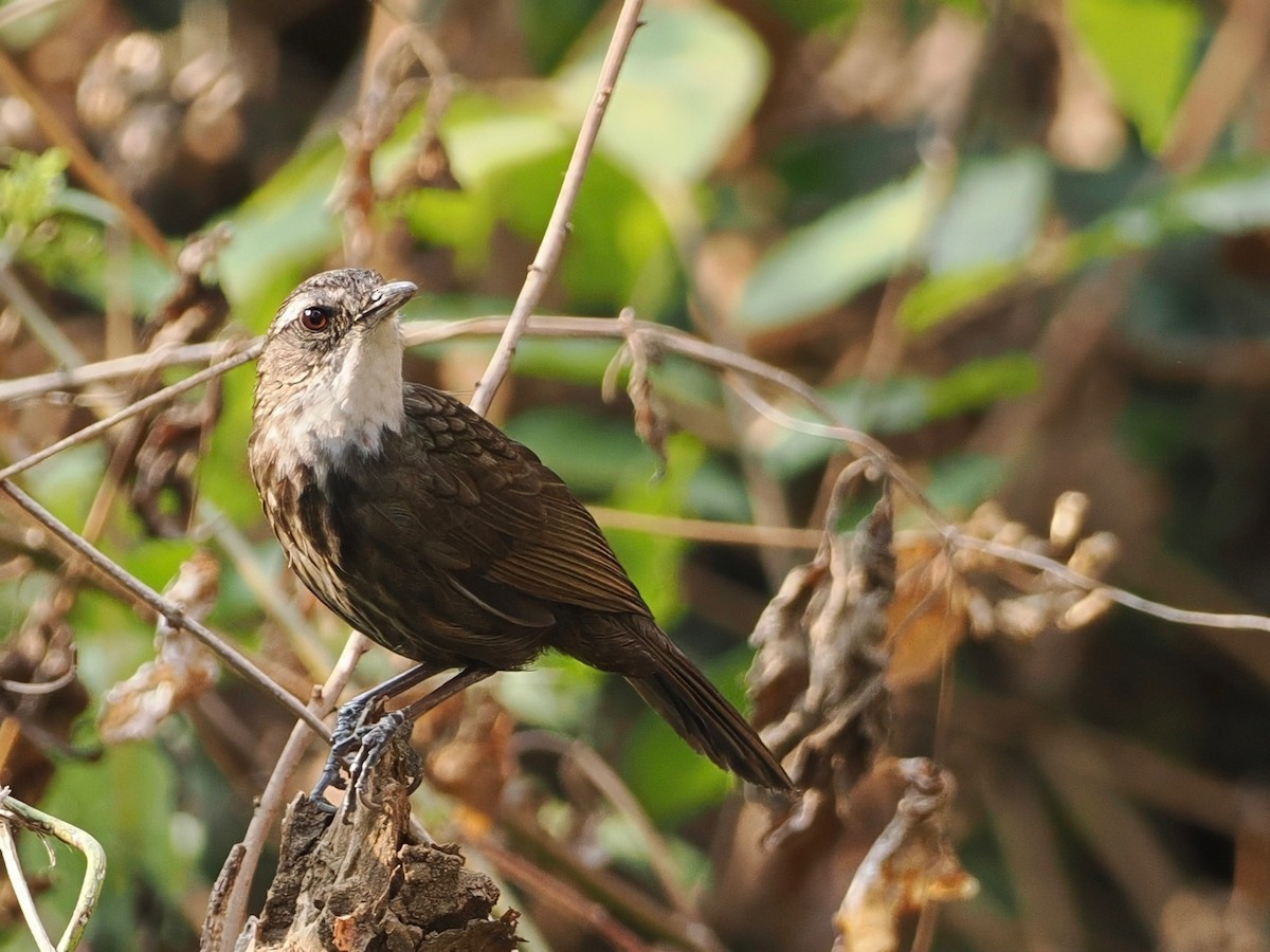 Variable Limestone Babbler - ML630263360