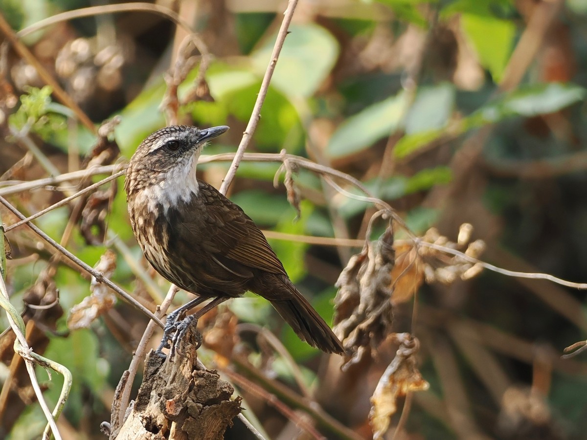 Variable Limestone Babbler - ML630263361