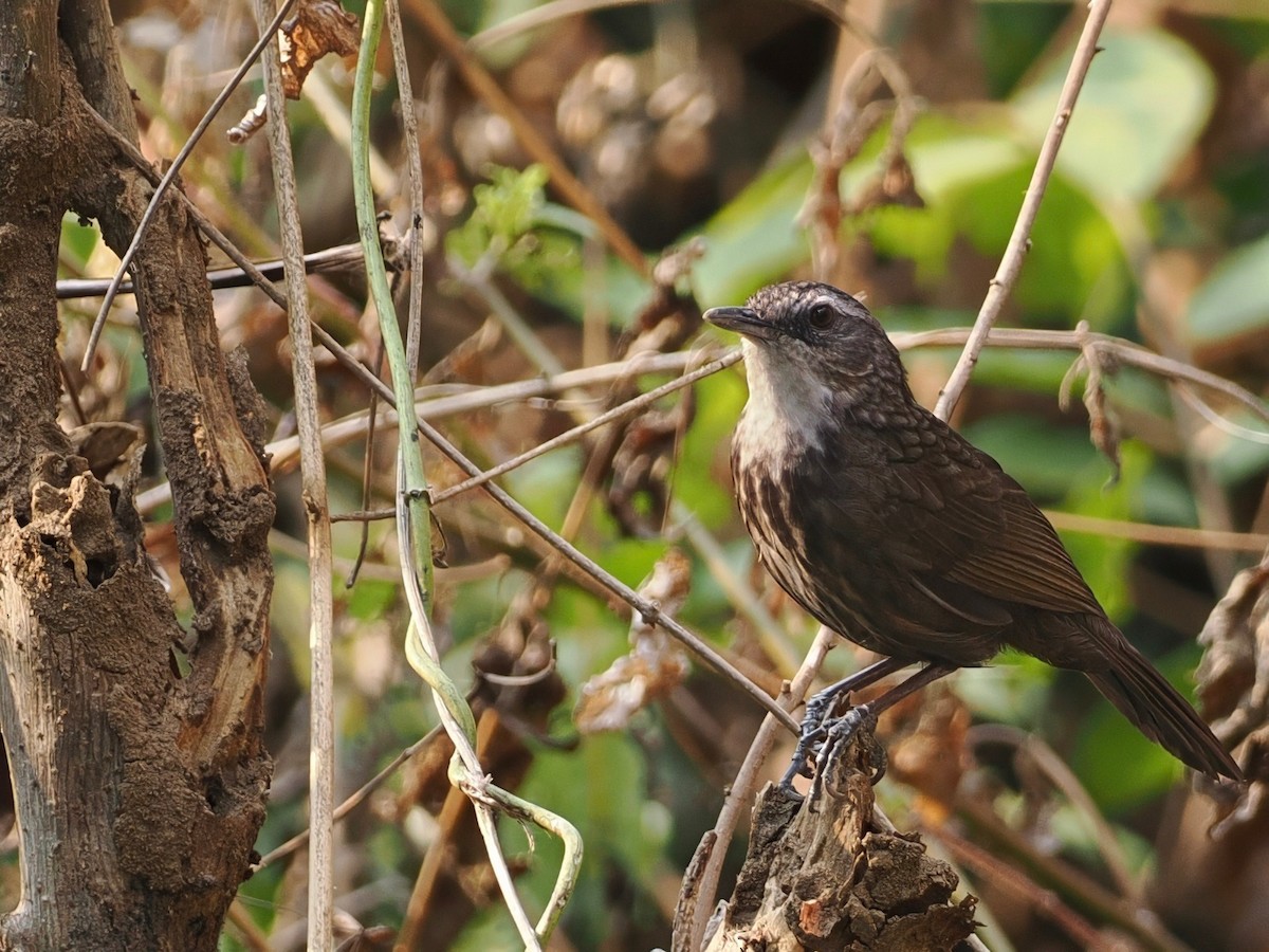 Variable Limestone Babbler - ML630263362