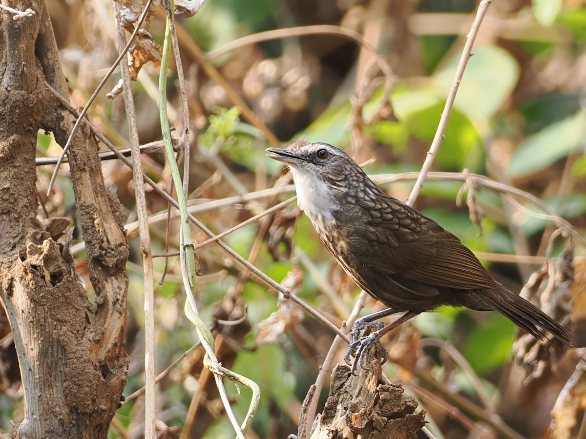 Variable Limestone Babbler - ML630263363