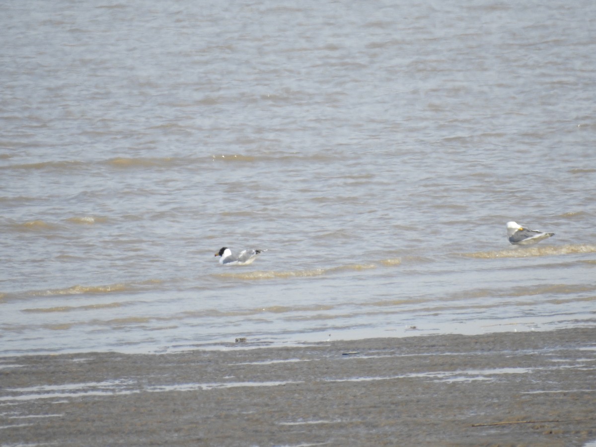 Pallas's Gull - ML630263396