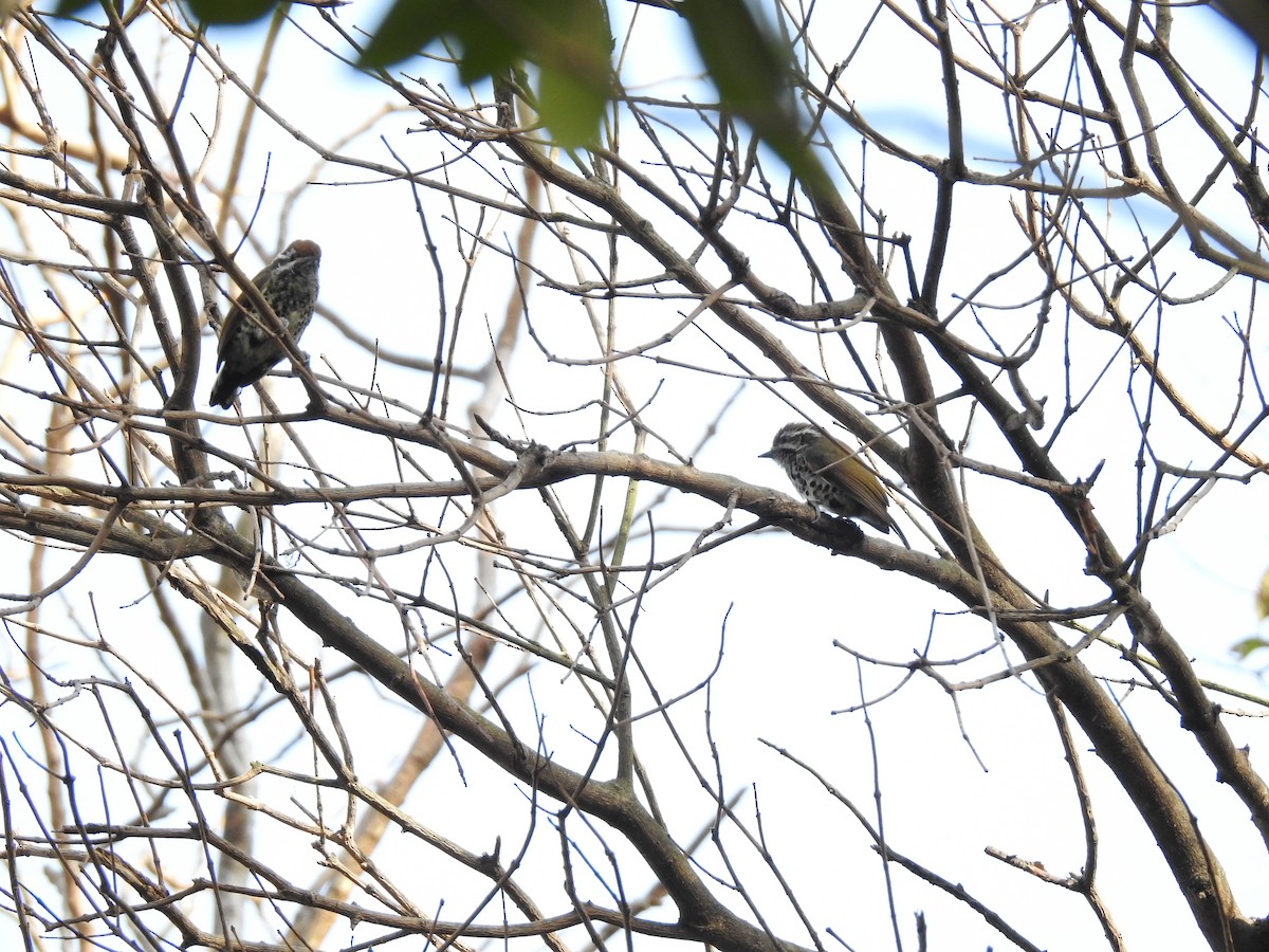 Speckled Piculet - ML630263402