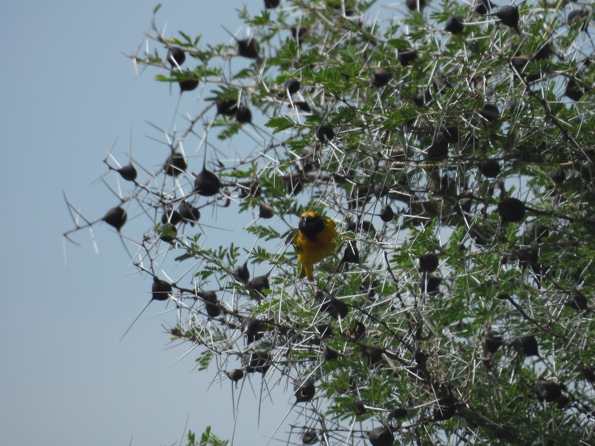 Fox's Weaver - ML630263894