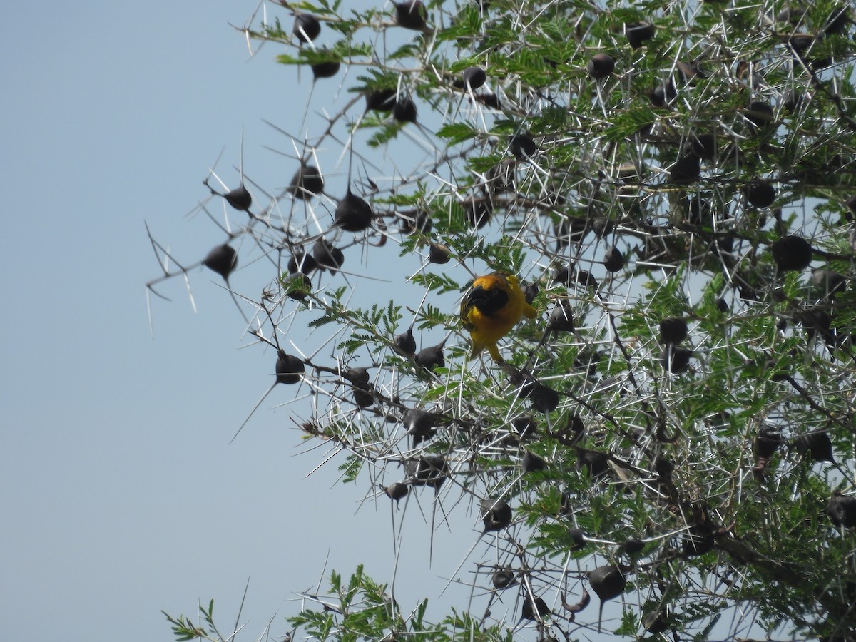 Fox's Weaver - ML630263895