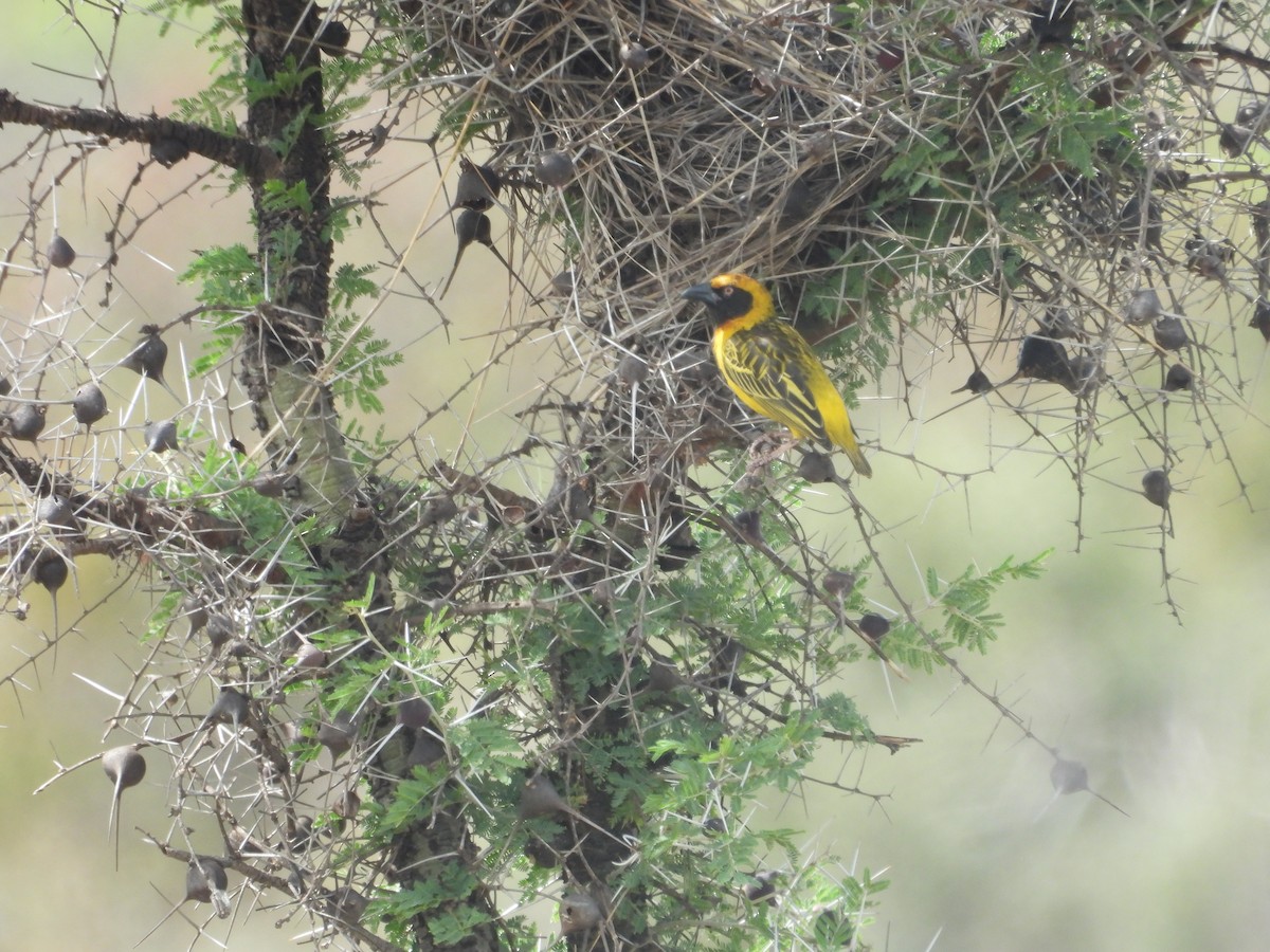Fox's Weaver - ML630263896