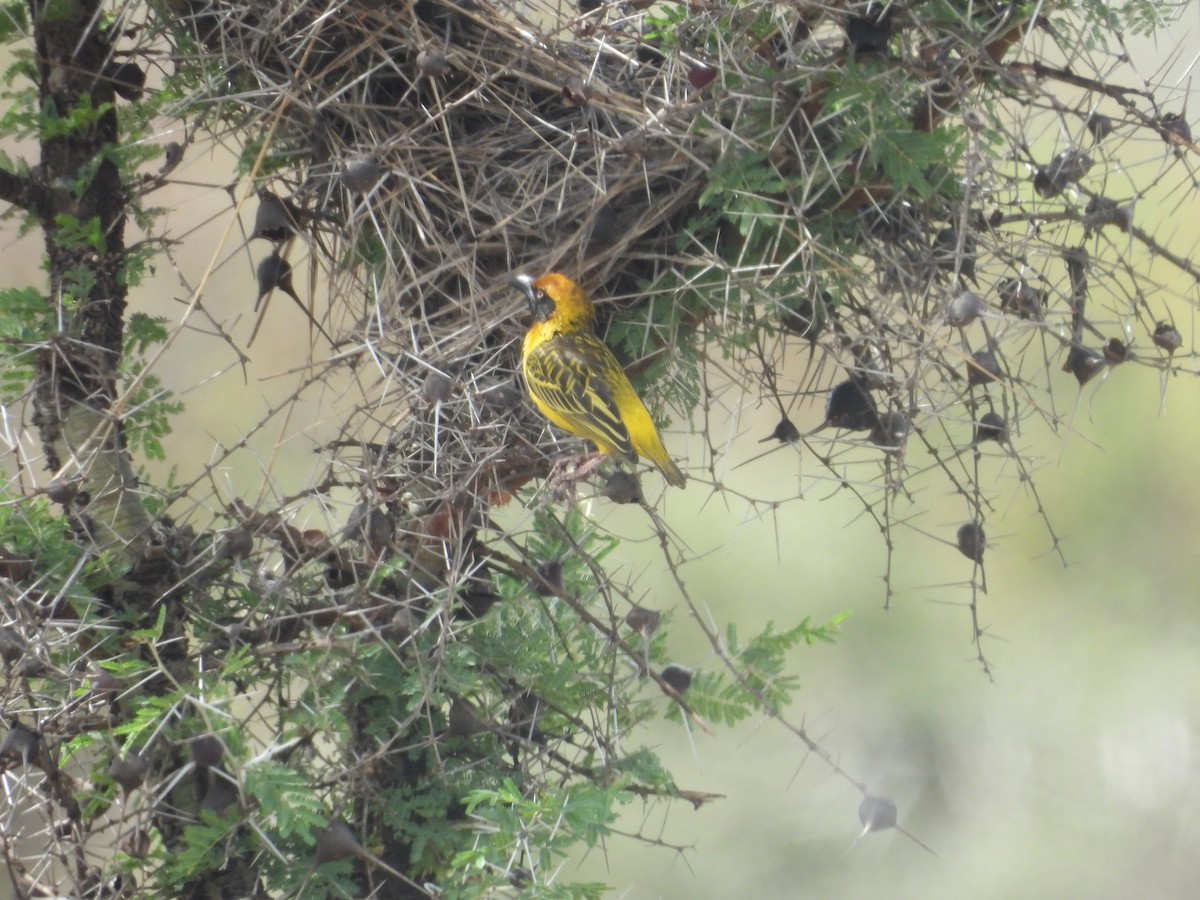 Fox's Weaver - ML630263897