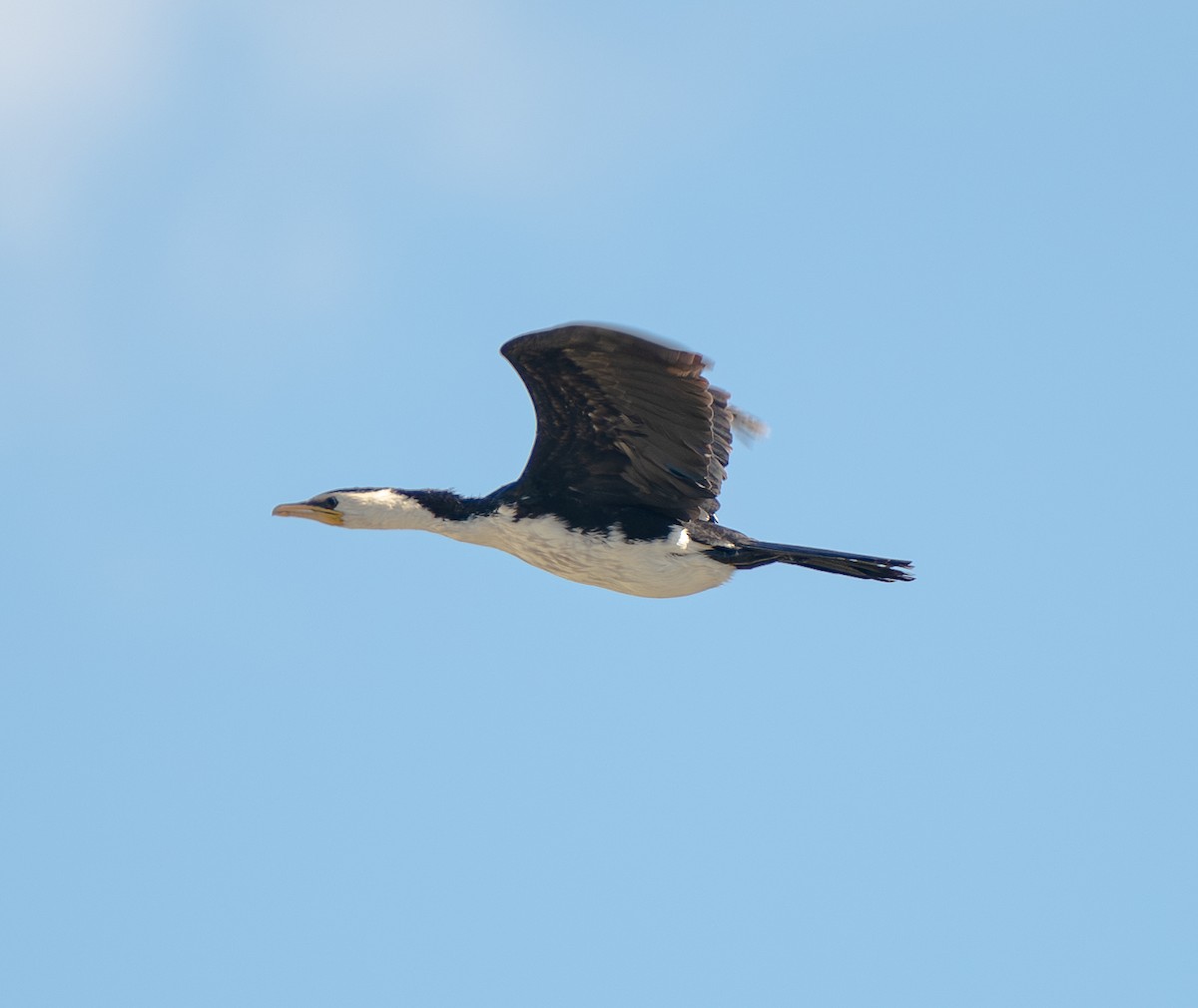 シロハラコビトウ - ML630264101