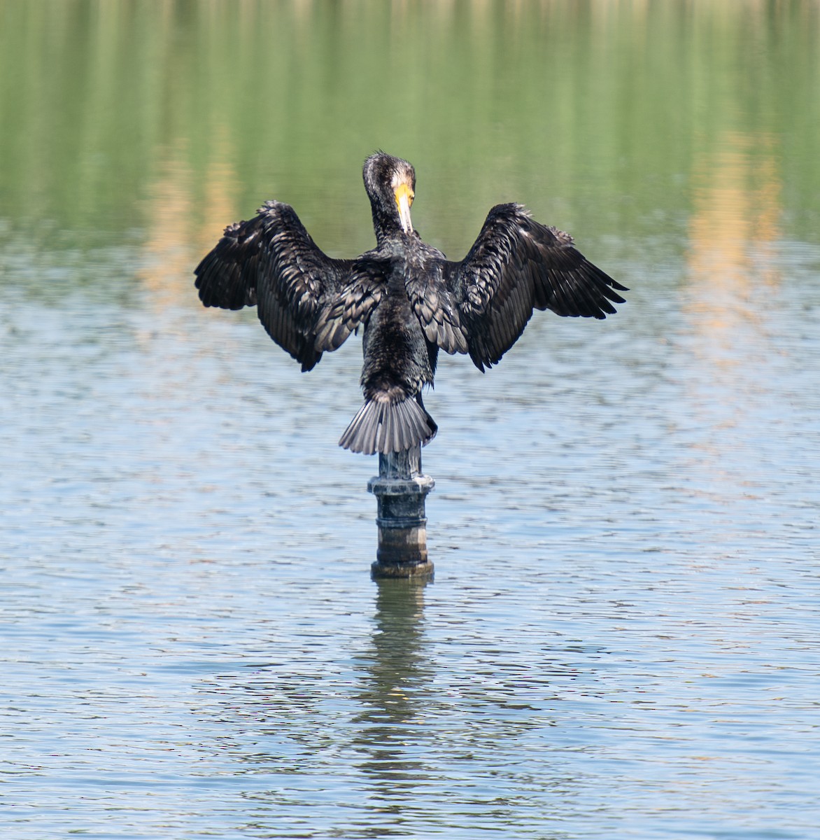 カワウ - ML630264145
