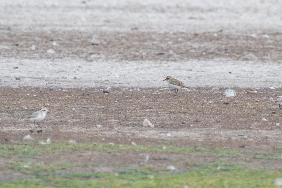 Double-banded Plover - ML630264438